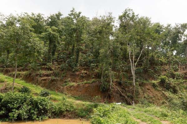 越南正在全力研发一种抗气候变化的咖啡豆