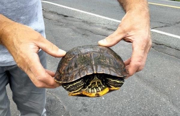 工人们在康涅狄格州的干洗店拯救迁徙的海龟